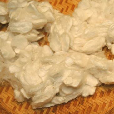 Cultivated Silk Cocoons, Degummed